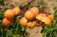 MORELA HARCOT soczysta słodka - sadzonki 90 / 120 cm