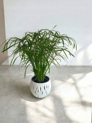 Papirus Cibora zmienna Cyperus alternifolius do Domu Ogrodu i Oczek na Arena.pl