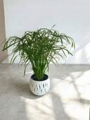 Papirus Cibora zmienna Cyperus alternifolius do Domu Ogrodu i Oczek