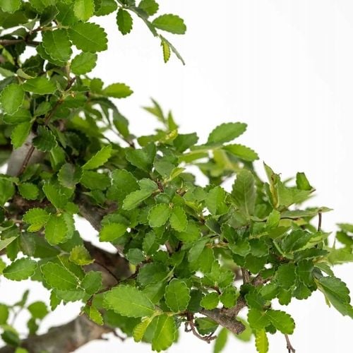 Drzewko Bonsai Wiąz Chiński 25–30 cm – Ulmus parvifolia P15 S na Arena.pl