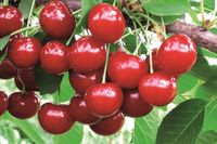 WIŚNIA SABINA bardzo wczesna lipcowa - sadzonki 60 / 90 cm