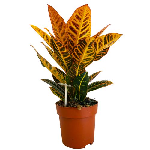 Kroton PETRA 50 cm na Arena.pl