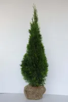 Tuja Szmaragd DUŻA 140-150 cm Thuja Smaragd - Żywotnik zachodni