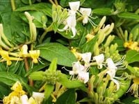 Wiciokrzew zaostrzony zimozielony (Lonicera) w  doniczkach P11, 40-60cm