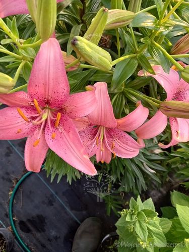 Lilia azjatycka Sorocaba na taras i balkon na Arena.pl