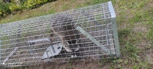 ZYWOŁAPKA PUŁAPKA NA KUNY LISY KOTY BOBRY WYDRY na Arena.pl