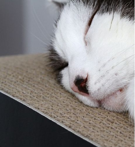 MyKotty Drapak Vigo czarny na Arena.pl