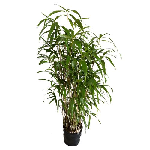 Bambus Phyllostachys aurea wys.140 cm na Arena.pl