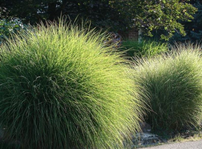 MISKANT CHIŃSKI Gracillimus - sadzonki w don. zdjęcie 1