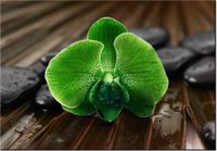 100 70CM OBRAZ PŁÓTNO LIMONKOWY STORCZYK PŁÓTNO RAMA