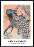 Plakat 50x70cm Design Two Peacocks, Koson Vintage do Salonu