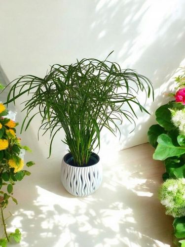 Papirus Cibora zmienna Cyperus alternifolius do Domu Ogrodu i Oczek na Arena.pl