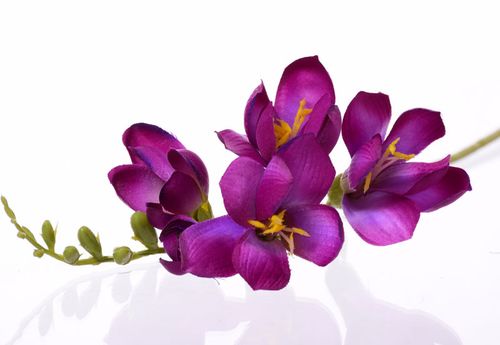 Frezja purpurowa 59cm na Arena.pl