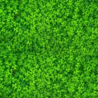 MIKROKONICZYNA KONICZYNA DROBNOLISTNA NASIONA 500G