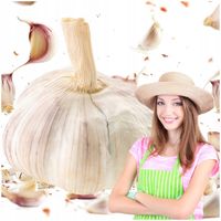 CZOSNEK ZIMOWY HARNAŚ 5,5CM – DUŻE ZĄBKI POLSKA JAKOŚĆ MOCNY PLON