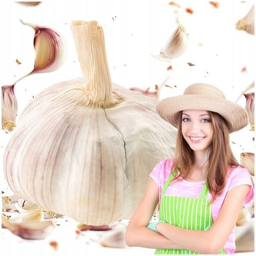 CZOSNEK ZIMOWY HARNAŚ 5,5CM – DUŻE ZĄBKI POLSKA JAKOŚĆ MOCNY PLON na Arena.pl