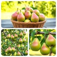 GRUSZA KOMISÓWKA maślana słodycz