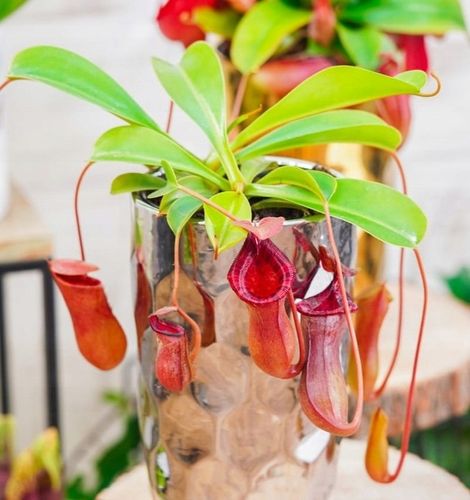 Specjalistyczne Podłoże Ziemia Do DZBANECZNIKÓW Mix PREMIUM na Arena.pl