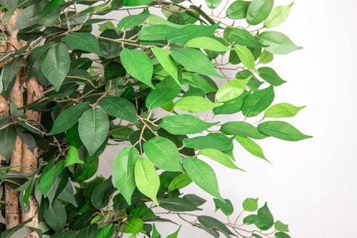 drzewo figowiec sztuczne drzewko ozdobne w doniczce 200 cm na Arena.pl