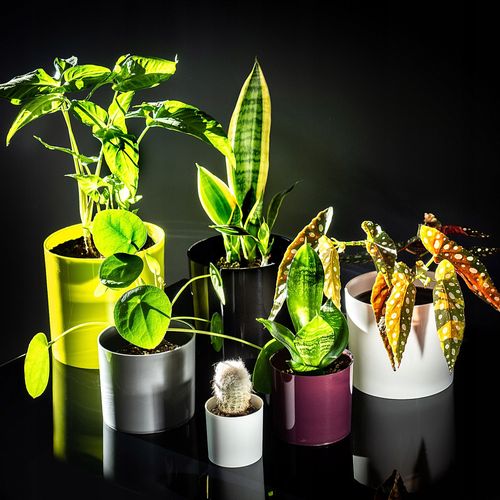 DONICZKA OSŁONKA NA KWIATY OKRĄGŁA SREBRNA 6 CM na Arena.pl