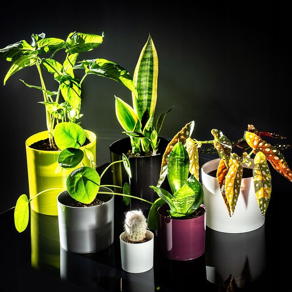 DONICZKA OSŁONKA NA KWIATY OKRĄGŁA SREBRNA 6 CM zdjęcie 9