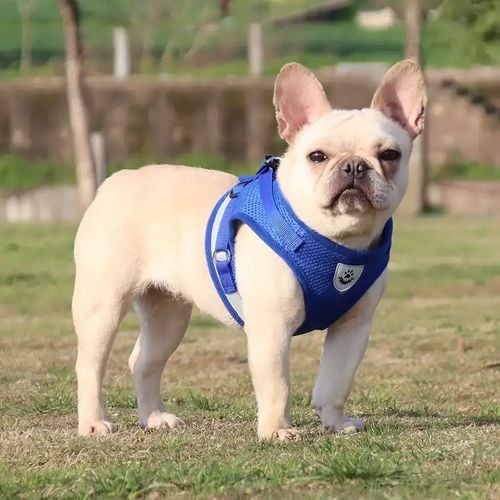Szelki Bezuciskowe Spacerowe Regulowane Odblask Dla Kota + Smycz Rozmiar Xs na Arena.pl