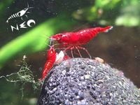 Krewetki CZERWONE 20szt GWARANCJA Bloody Mary Krewetka Red Cherry