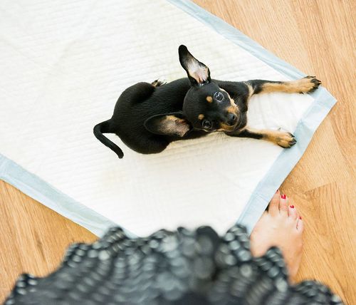 Podkłady higieniczne dla zwierząt XL 60x90 (50 szt.) na Arena.pl