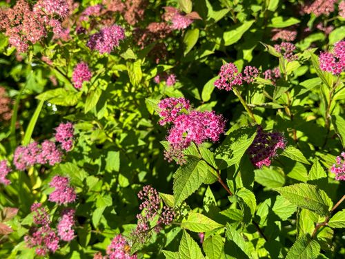 Tawuła japońska ‘Country Red’  Ciemnoróżowa (Spiraea japonica)  Poj. 2.0L na Arena.pl