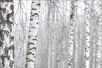 Tło PRODUKTOWE kulinarne Flat Lay na bloga insta