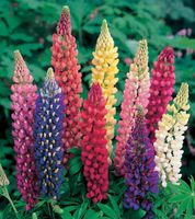 NASIONA Kwiatów Łubin Trwały Mieszanka Mix 2g Kwiaty 326018