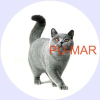 Opłatek na tort KOT Kotek Kotki Kiciuś Kocur Miluśiński Tekst Gratis