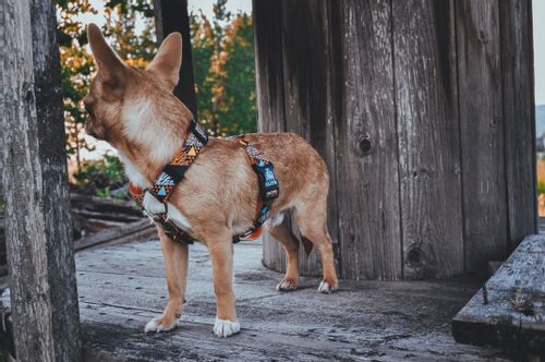 SZELKI DLA PSA / KOTA DANGEROUS ANIMALS S/M na Arena.pl