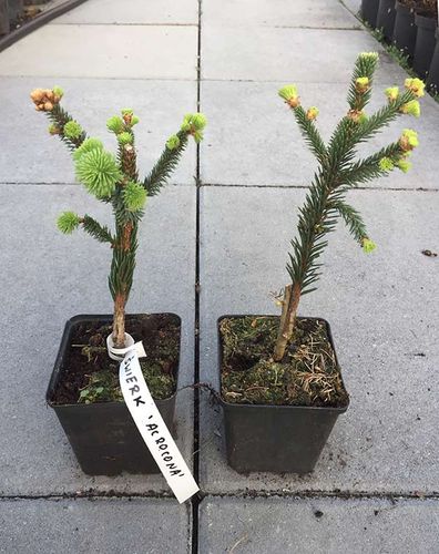 Świerk Acrocona P9 na Arena.pl