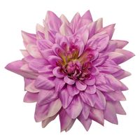 Dalia wyrobowa duża fioletowa T138