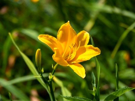 Liliowiec 'Aten' Ciemnożółty Pomarańczowy (Hemerocallis) Doniczka 2.0L na Arena.pl