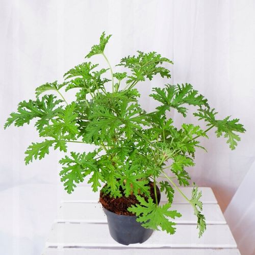 GERANIUM ANGINKA ROŚLINA LECZNICZA gęsta XL don.Ø13cm na Arena.pl