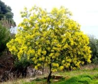 AKACJA SREBRZYSTA - sadzonki w doniczkach