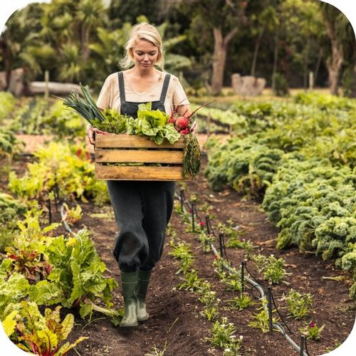 GRANULAT NA ŚLIMAKI 685g Substral Naturen Ślimakol EKO BIO + LIMA ORO 200G na Arena.pl