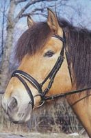 Ogłowie dla konia Standard czarny Full Covalliero