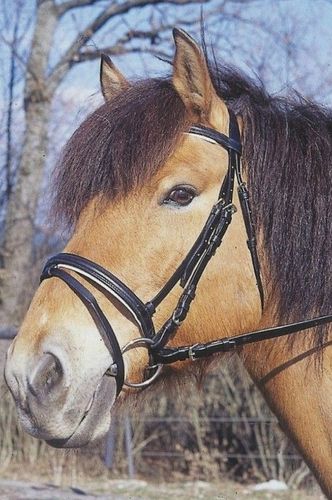 Ogłowie dla konia Standard czarny Full Covalliero na Arena.pl