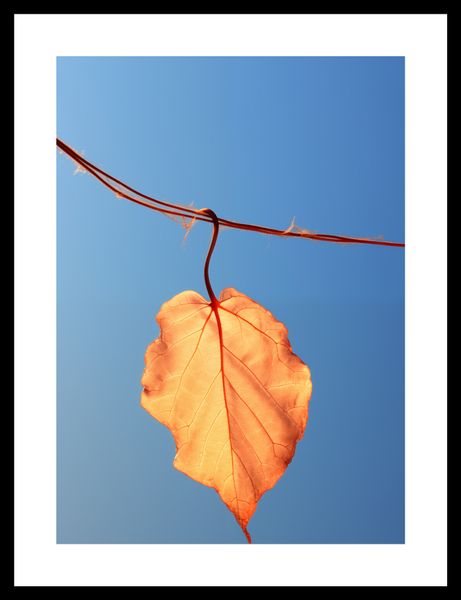 Plakat 25x35cm Ostatni Liść zdjęcie 3