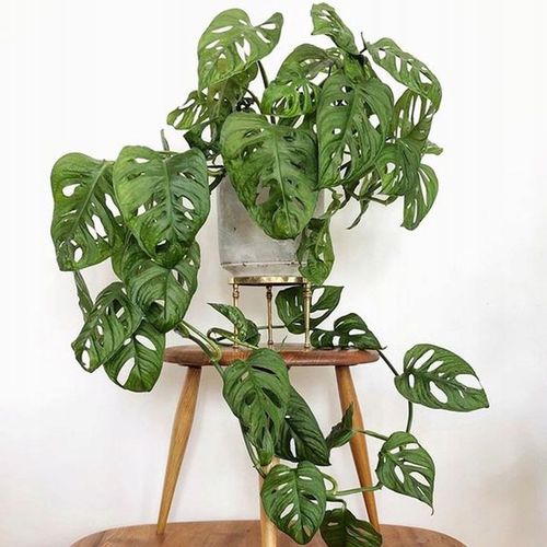 Monstera Monkey Mask Adansonii - Bardzo Ładny Kwiatek Szwajcarski Ser na Arena.pl