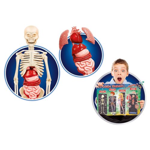 Clementoni - Ciało Ludzkie - Nauka Zabawa Model DNA na Arena.pl