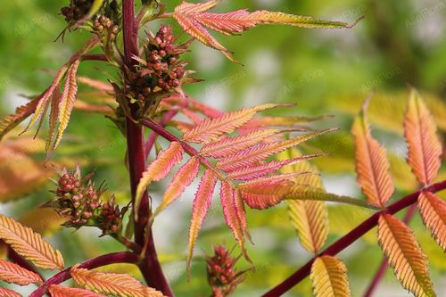 Tawlina jarzębolistna 'Sem' (Sorbaria sorbifolia) Kolorowe Liście Poj. 2.0L na Arena.pl