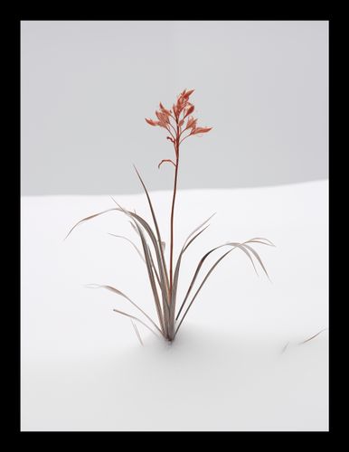 Plakat 15x20cm Subtelność Natury na Arena.pl