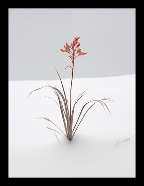 Plakat 15x20cm Subtelność Natury zdjęcie 2