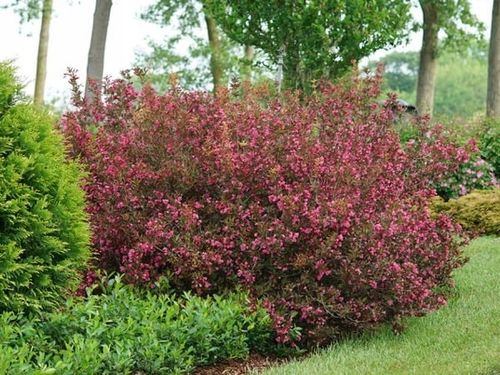 Krzewuszka WINE & ROSES Alexandra Bordowa C2 na Arena.pl