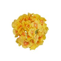 Hortensja wyrobowa tt orange