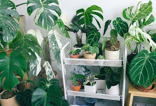 Podłoże BIGOS Lekka Ziemia do Monster i Filodendronów 30 L eGarden na Arena.pl